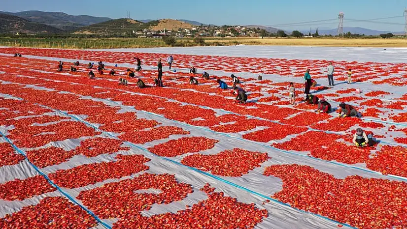 Torbalı Ovalarında Kuru Domates Mesaisi Başladı