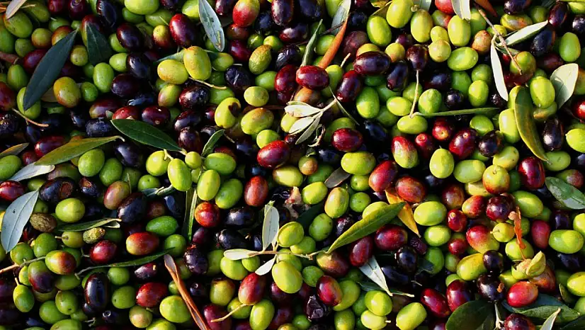 Zeytin ve Zeytinyağında Marka Vizyonu: Türkiye İhracatta Kalite Odaklı Yeni Döneme Geçiyor