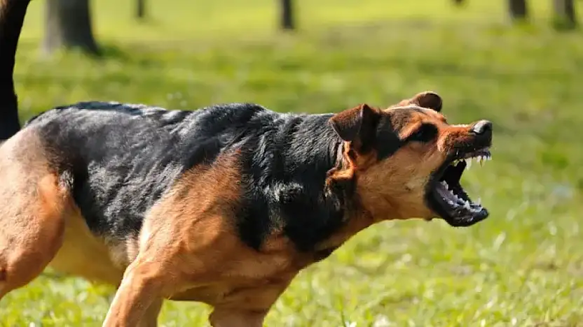 Başıboş Köpekler Mahalleliyi Tedirgin Ediyor