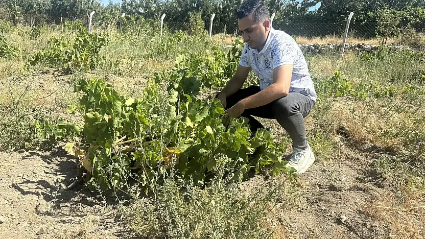 Bayındır'da Üzüm Üretimine Yönelik Rekolte Tespit Çalışmaları Sürüyor