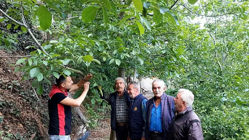 Bayındır İlçe Tarım ve Orman Müdürlüğü'nden Hisarlık Mahallesi'nde Hastalık ve Zararlı Kontrolleri