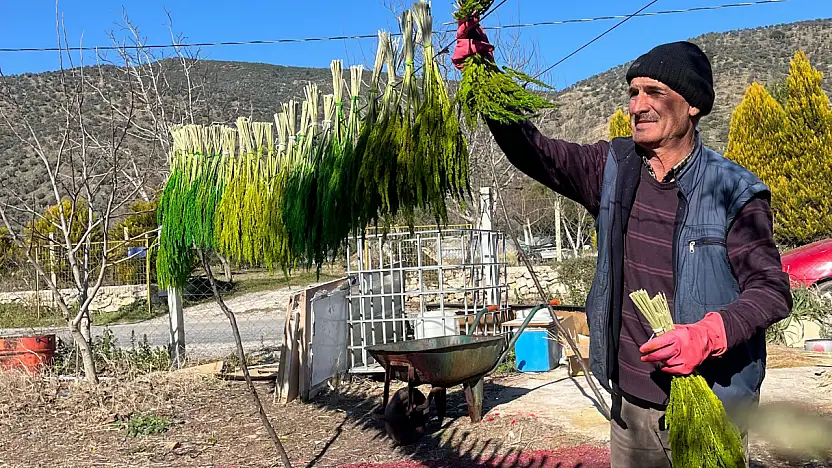 BAYINDIR NERGİS KOKACAK: NERGİS ve KURU ÇİÇEK FESTİVALİ BAŞLIYOR