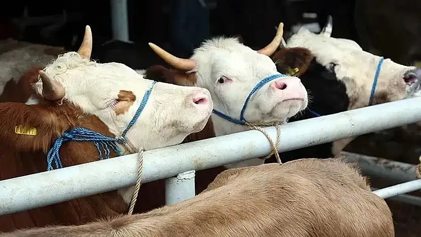 BESİCİLER DİKKAT: 2026 YILI HAYVAN İTHALATI BAŞVURULARI BAŞLIYOR