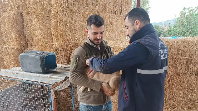 BEYDAĞ'DA KEDİ-KÖPEK ÇİP VE AŞILAMA SÜRÜYOR