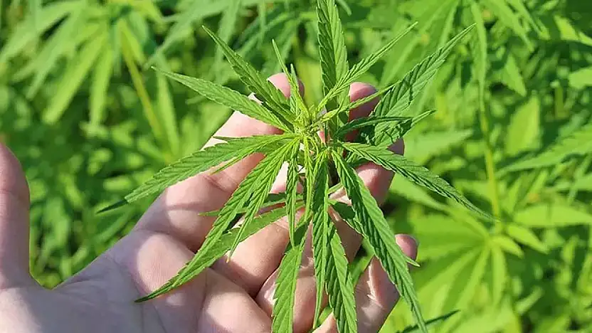 İZMİR DE DAHİL 21 İLDE KENEVİR ÜRETİMİNE RESMİ İZİN VERİLDİ