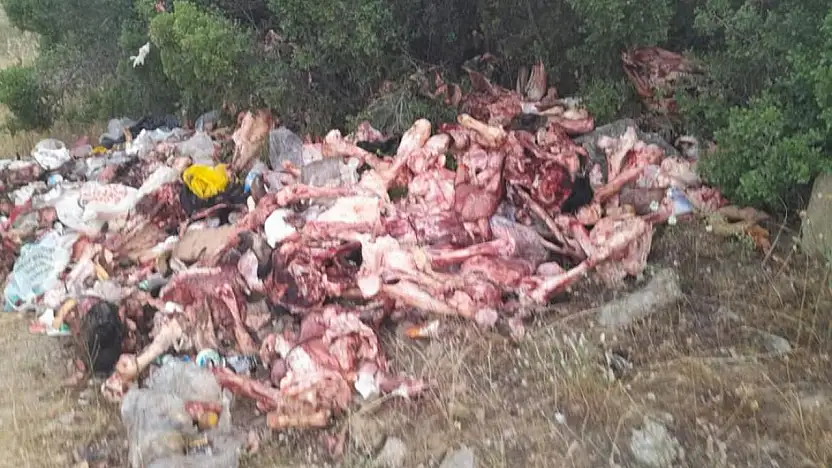 Kurban Atıkları Ormana Atıldı: Bozdağ Yolundaki Çevre Katliamı Tepki Çekti