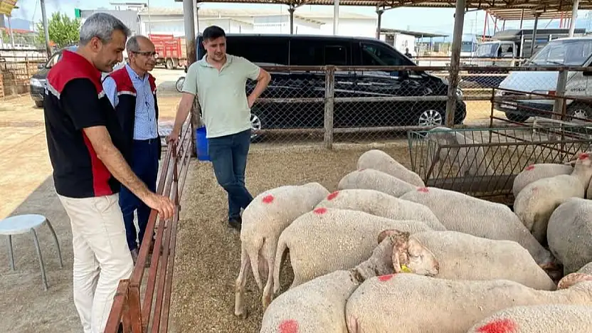 Kurban Bayramı Öncesi Ödemiş'te Kurbanlık Denetimleri Sıklaştırıldı