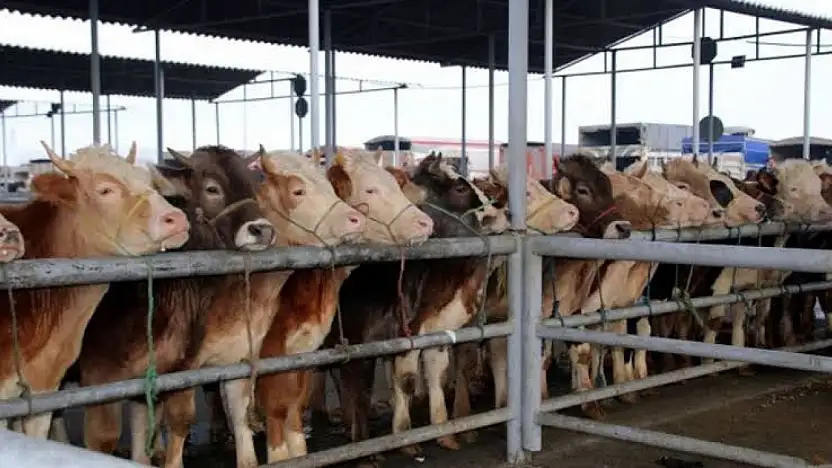 Ödemiş Canlı Hayvan Pazarı Geçici Olarak Kapatıldı