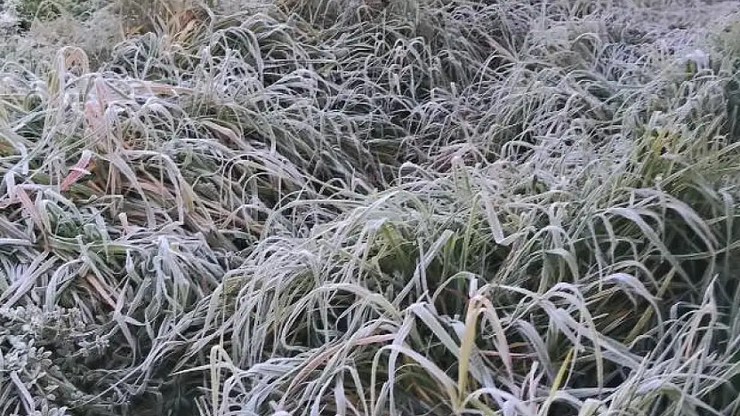 Ödemiş'e Kırağı Düştü, Sabahın İlk Işıklarıyla Otlar Bembeyaz Gelinliğini Giydi
