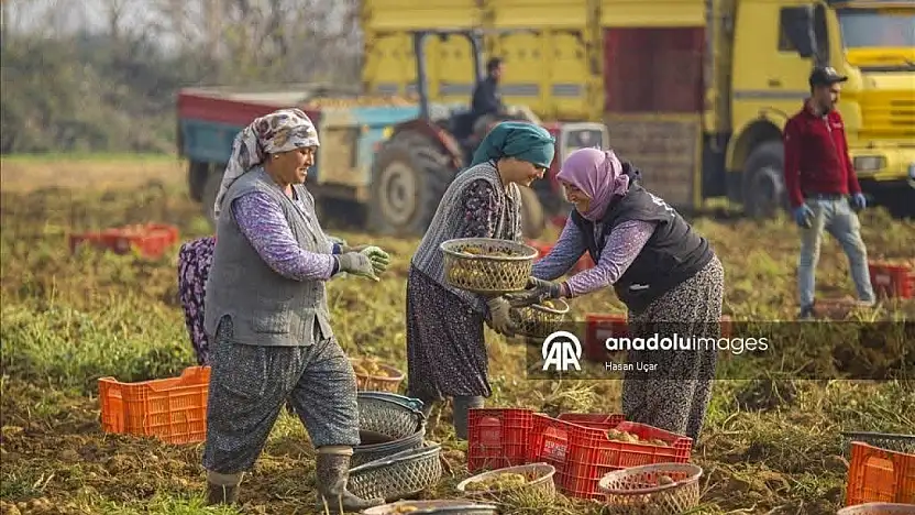 ÖDEMİŞ OVASI'NDA KIŞ PATATESİ HASADI BAŞLADI