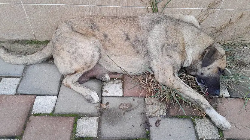 Ödemiş'te Anne Köpeğe Yapılan Eziyet İddiası Yürek Sızlattı