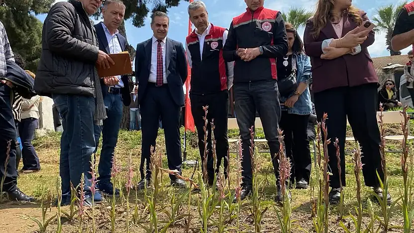 Ödemiş' te Salep Üretimi İçin Deneme Çalışması Gerçekleştirildi