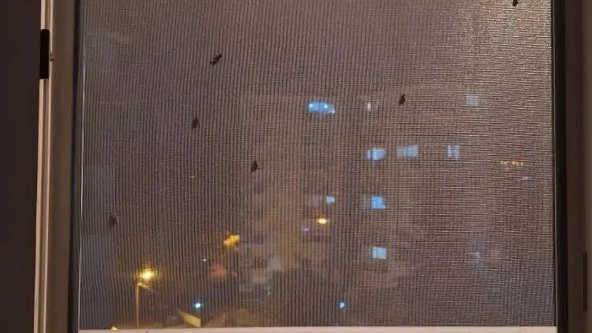 Ödemiş'te Sivrisinek Sorunu Büyüyor: Vatandaşlar İlaçlama Bekliyor