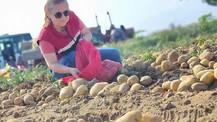 PATATES TARLALARINDA KARANTİNA TAKİBİ SÜRÜYOR