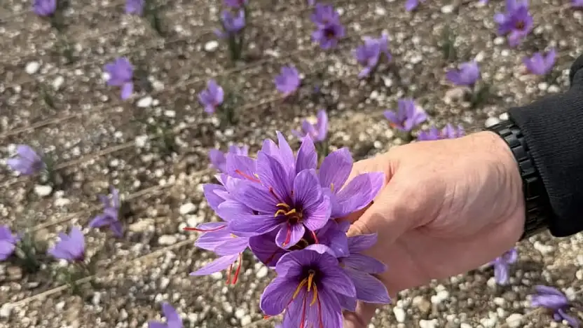 Terasın Üstünde Yeşeren Umut: Ülkü Ocakları'nda Safran Hasadı