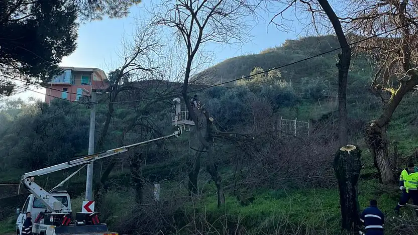 Tire'de ağaç budama çalışmaları yapıldı