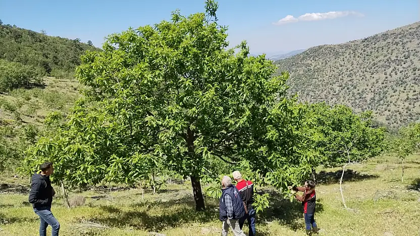 Tire'de Kestane Bahçelerinde Hastalık ve Zararlı Kontrolleri Yapıldı