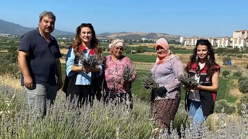 Tire'de Lavanta Hasadı Başladı: TOKİ Mahallesi'nde Organik Üretim Dikkat Çekiyor