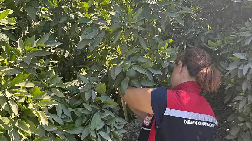 TİRE İLÇE TARIM VE ORMAN MÜDÜRLÜĞÜNDEN YOĞUN DENETİM VE KONTROLLER