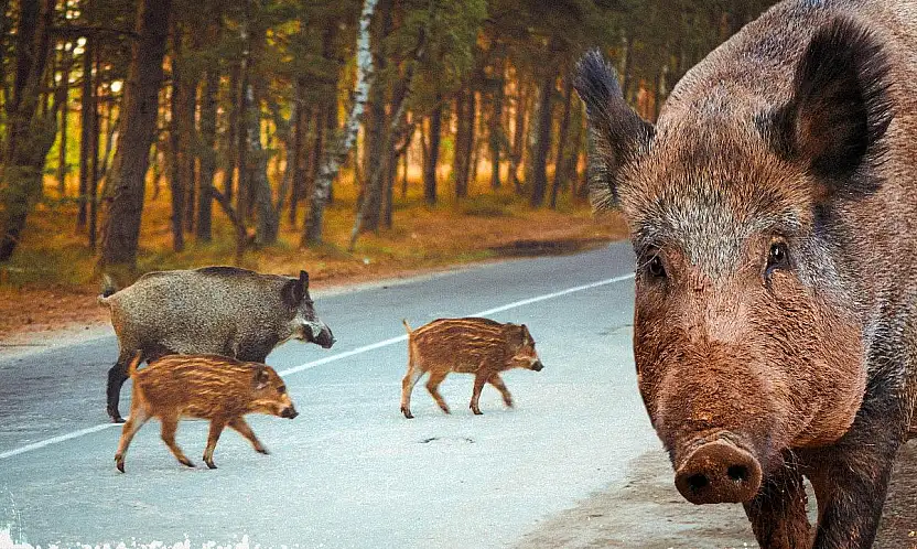 AYDIN'DA BİR KASAPTAN ŞAŞIRTAN HAREKET: BABASININ HAYRINA 500 KİLO DOMUZ ETİ DAĞITTI