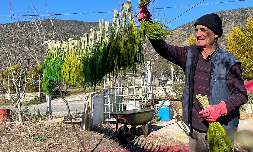 BAYINDIR NERGİS KOKACAK: NERGİS ve KURU ÇİÇEK FESTİVALİ BAŞLIYOR