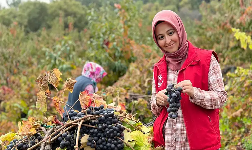 Kızıloba Köy Ofisi Üzüm Hasadında