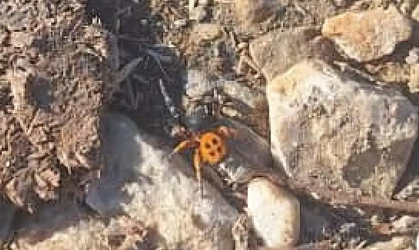 Ödemiş Bozdağ'da Nadir Görülen 'Uğur Böceği Örümceği' Gözlendi