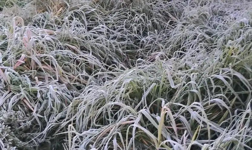 Ödemiş'e Kırağı Düştü, Sabahın İlk Işıklarıyla Otlar Bembeyaz Gelinliğini Giydi
