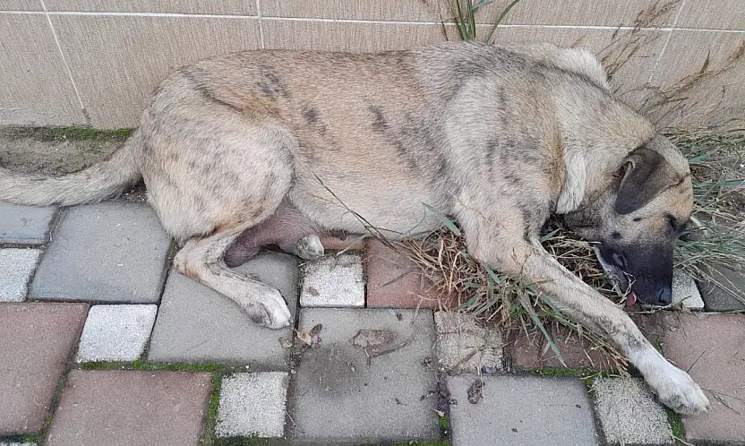 Ödemiş'te Anne Köpeğe Yapılan Eziyet İddiası Yürek Sızlattı