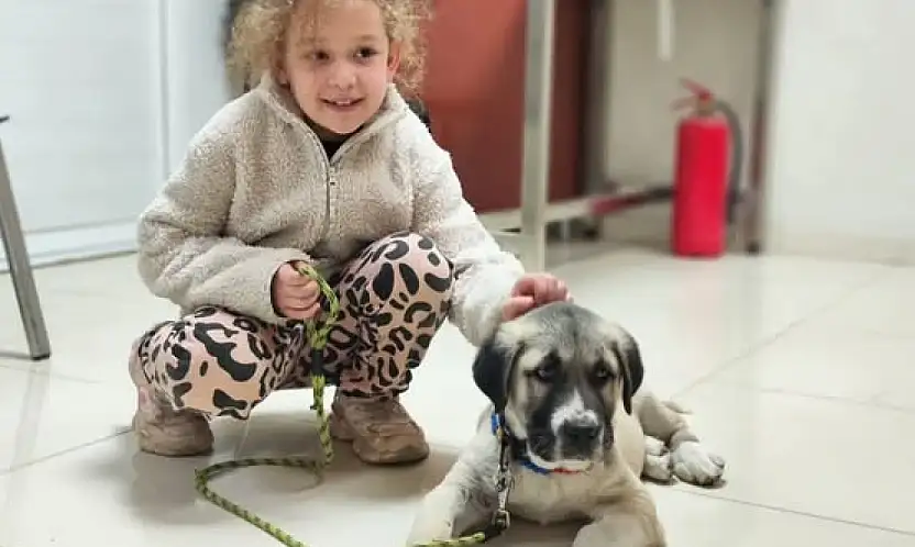 ÖDEMİŞ'TE EVCİL HAYVANLAR İÇİN MİKROÇİP VE KUDUZ AŞISI UYGULAMASI SÜRÜYOR