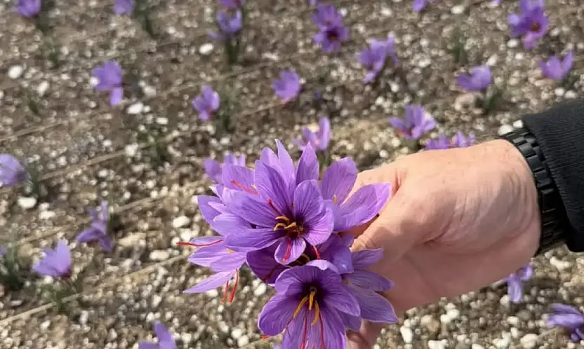 Terasın Üstünde Yeşeren Umut: Ülkü Ocakları'nda Safran Hasadı