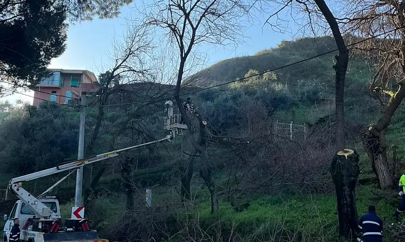 Tire'de ağaç budama çalışmaları yapıldı