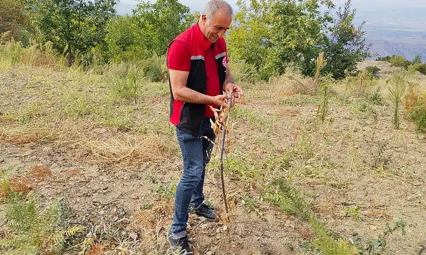Tire'de Kestane Üretimini Artırmak İçin Fidan Kontrolleri Yapıldı