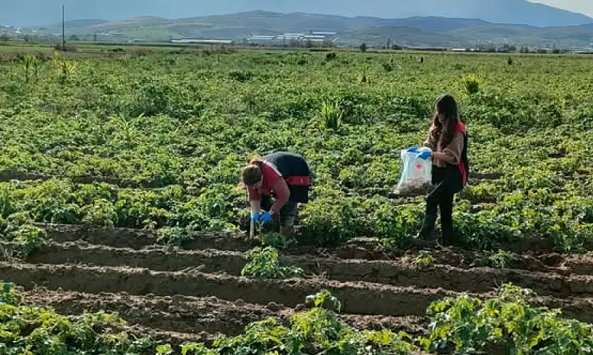 Tire'de patates tarlalarında karantina denetimi: Tarım Müdürlüğü sahada