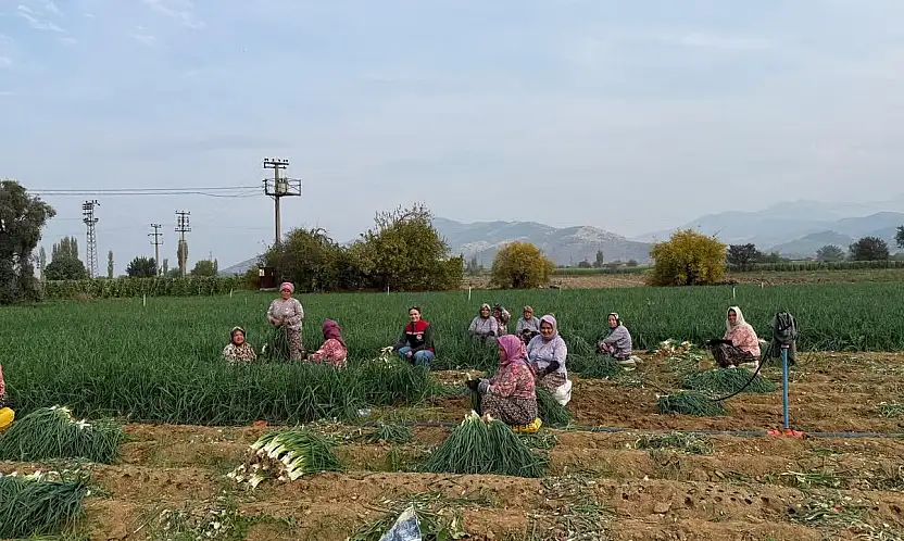 Tire'de Üreticilere Sebze Hastalıkları ve Zararlılar Hakkında Bilgilendirme