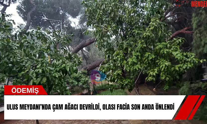 Ulus Meydanı'nda çam ağacı devrildi, olası facia son anda önlendi